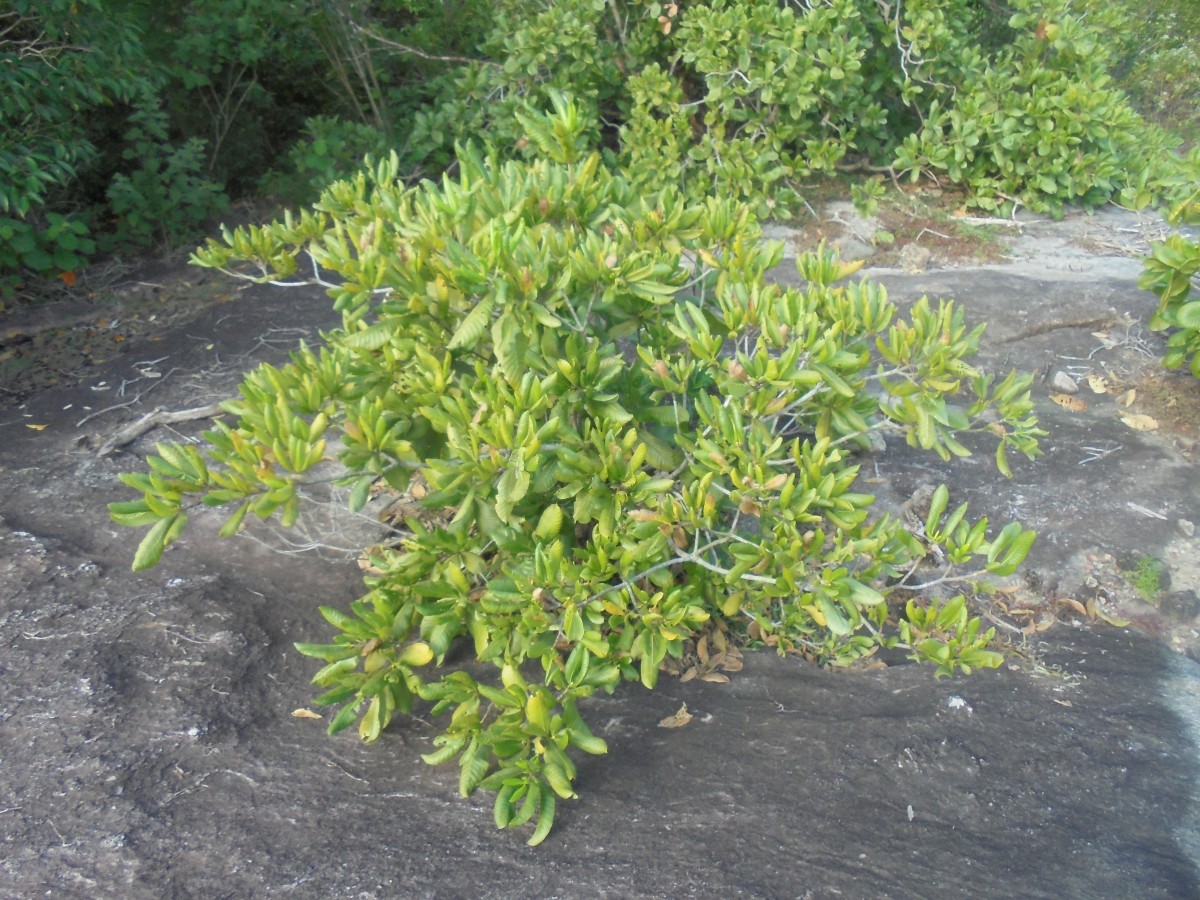 Gardenia fosbergii Tirveng.